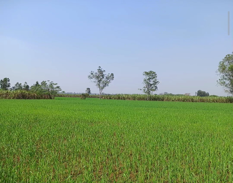  8 Bigha Agricultural/Farm Land for Sale in Hastinapur, Meerut