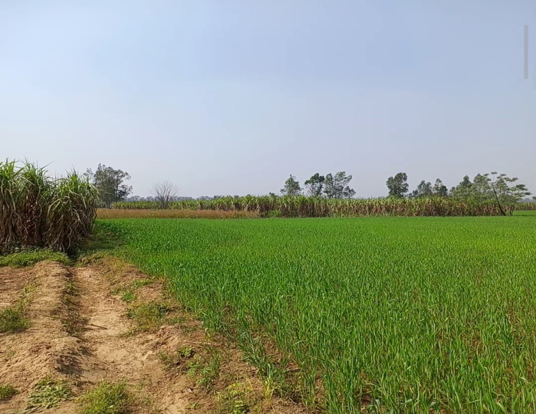  8 Bigha Agricultural/Farm Land for Sale in Hastinapur, Meerut