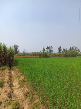  8 Bigha Agricultural/Farm Land for Sale in Hastinapur, Meerut