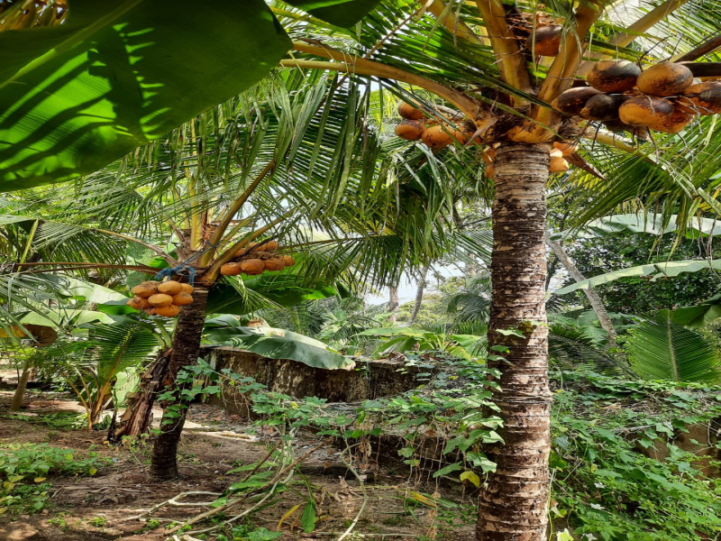  15246 Sq.ft. Residential Plot for Sale in Thathampally, Alappuzha