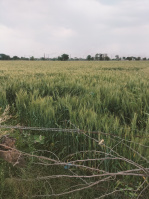  Agricultural Land for Sale in Bajna, Mathura