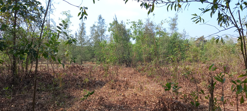 Agricultural Land 5 Acre for Sale in Joida, Uttara Kannada