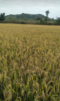  Agricultural Land for Sale in Yeldurthy, Medak