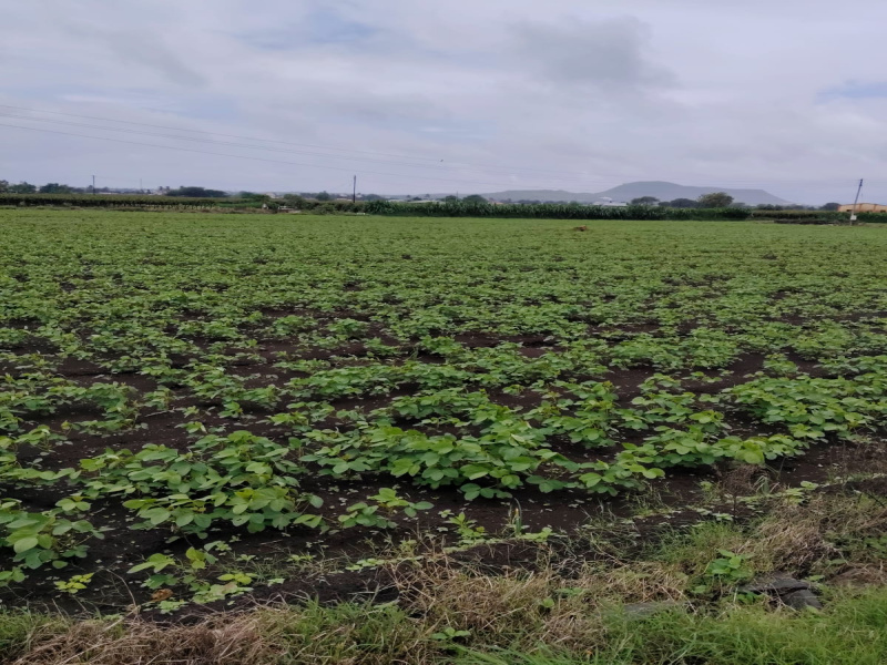 Dindori, Nashik photo 3