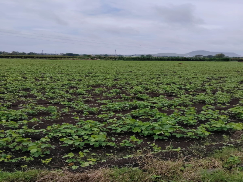 Dindori, Nashik photo 4