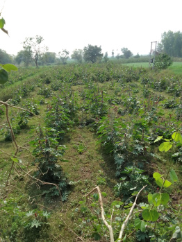  Agricultural Land for Sale in Bayad, Sabarkantha