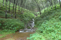  Agricultural Land for Sale in Ranni, Pathanamthitta