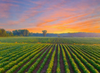 Agricultural Land for Sale in Jewar, Gautam Buddha Nagar