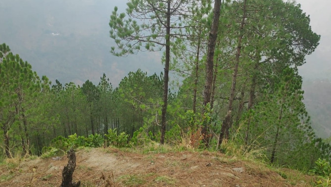  Agricultural Land 25920 Sq.ft. for Sale in Lansdowne, Pauri Garhwal