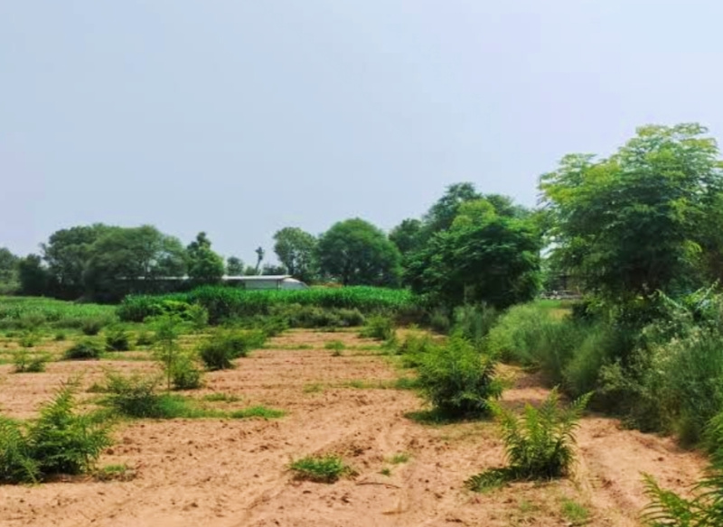  Agricultural Land 11 Bigha for Sale in Dudu, Jaipur