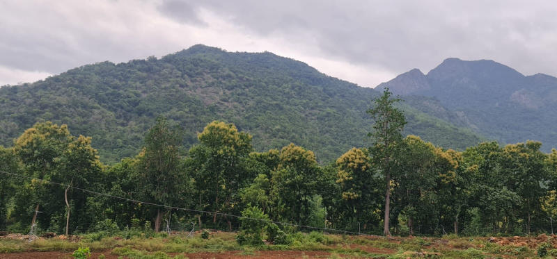 Coonoor, Ooty photo 3