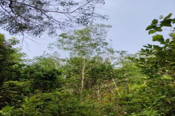  Agricultural Land for Sale in Padubidre, Udupi