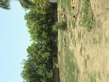  Residential Plot for Sale in Science City, Ahmedabad