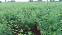  Agricultural Land for Sale in Ausa, Latur