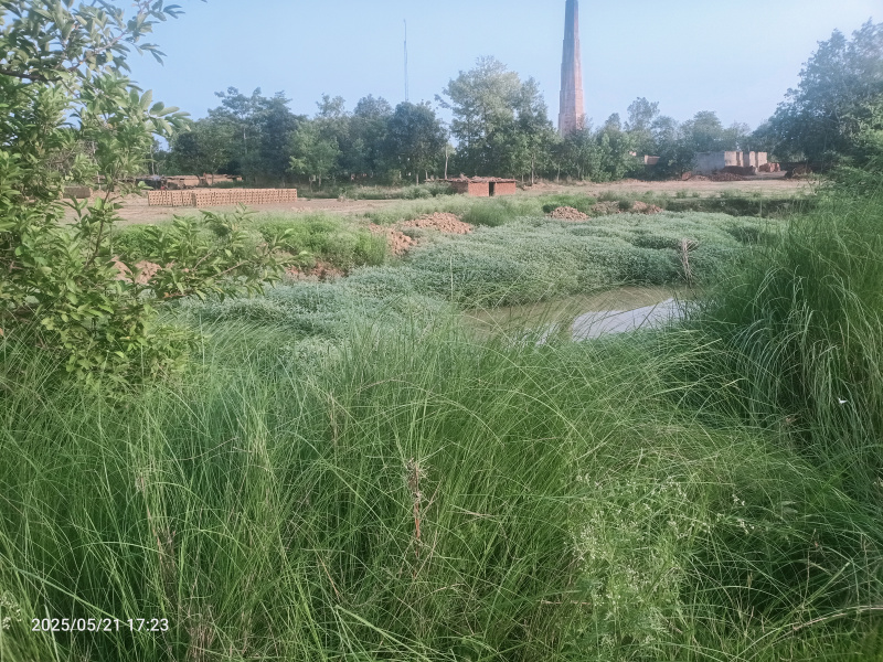  4305 Sq.ft. Agricultural/Farm Land for Sale in Ikauna, Shravasti