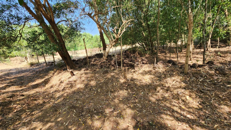  Agricultural Land 13 Guntha for Sale in Kumta, Uttara Kannada