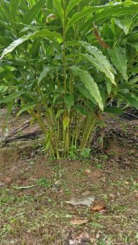  Agricultural Land for Sale in Anaikatti, Coimbatore