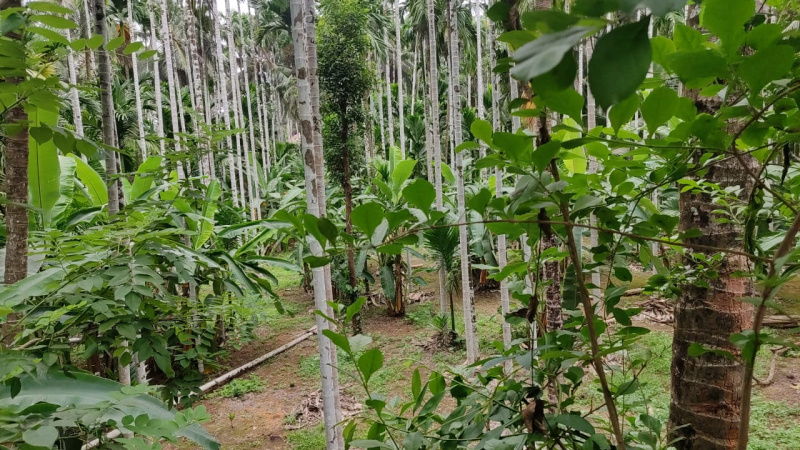 Residential Plot 23 Cent for Sale in Padil, Mangalore