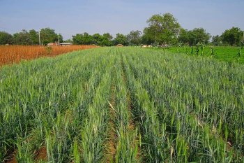  Agricultural Land for Sale in Gajraula, Amroha
