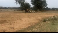  Commercial Land for Sale in Bero, Ranchi