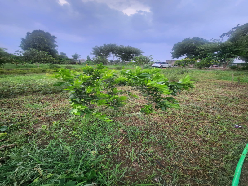  Agricultural Land 70 Acre for Sale in Kulana, Jhajjar