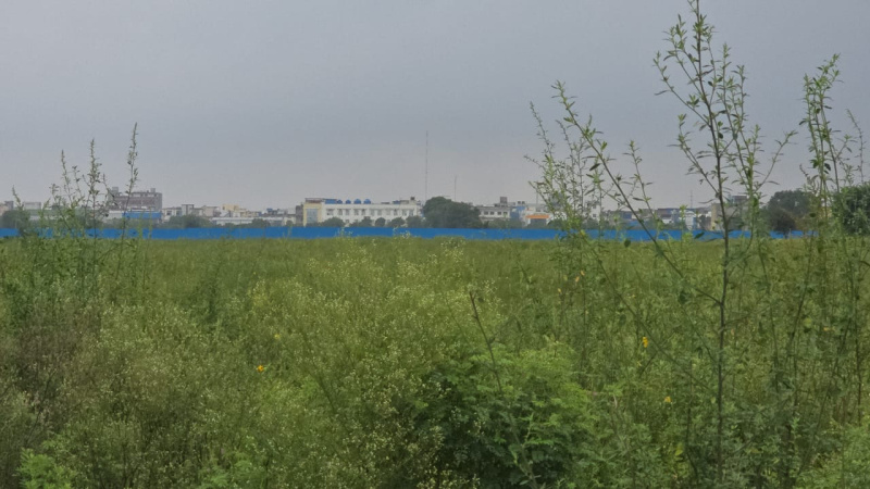  20 Acre Agricultural/Farm Land for Sale in Loharu, Bhiwani