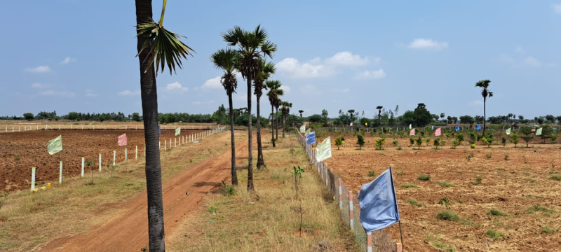  Agricultural Land 9 Guntha for Rent in Virat Nagar, Ongole, Prakasam