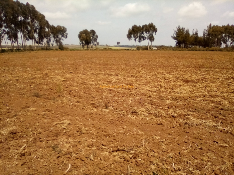  Residential Plot 86 Acre for Sale in Kharsia, Raigarh