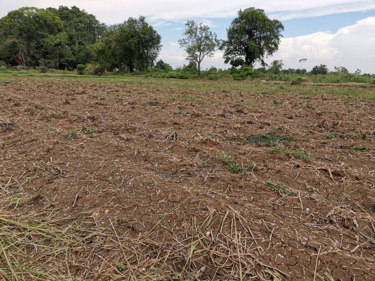  2000 Sq.ft. Residential Plot for Sale in Rajkishore Nagar, Bilaspur