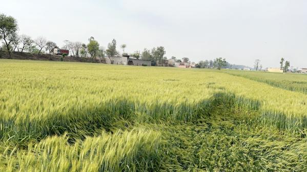 Agricultural Land 4 Acre for Sale in Sidhwan Bet, Ludhiana
