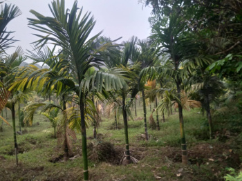  Agricultural Land for Sale in Kadaba, Mangalore