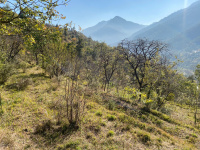  Agricultural Land for Sale in Kulu Manali Road, Kullu