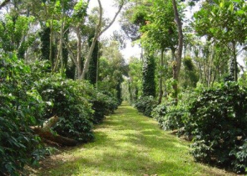  Residential Plot for Sale in Balehonnur, Chikmagalur