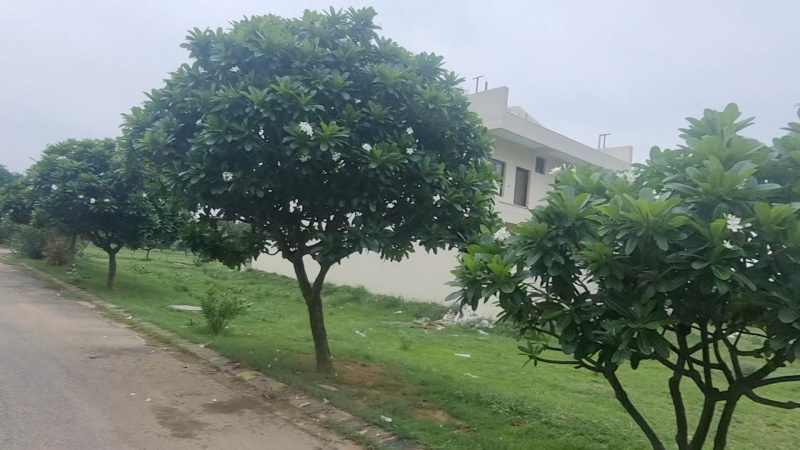  Residential Plot 251 Sq. Yards for Sale in Sector 23 Dharuhera