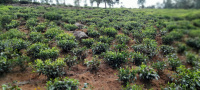  Residential Plot for Sale in Ketti, Ooty