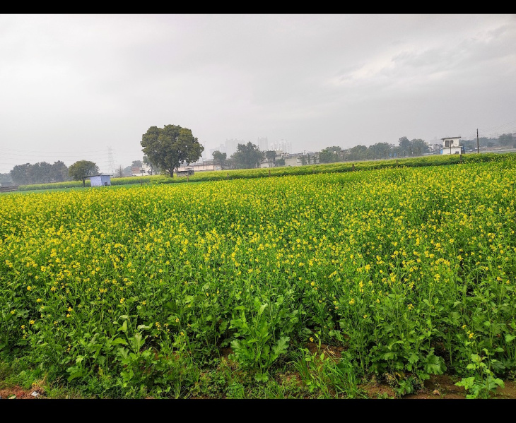  Agricultural Land 3 Acre for Sale in Sohna, Gurgaon