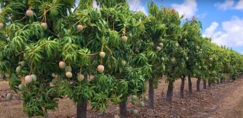  Agricultural Land for Sale in Palamedu, Madurai