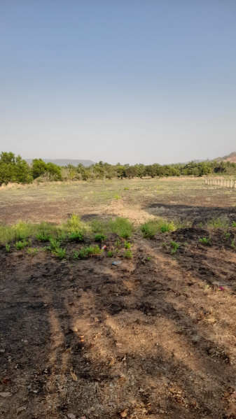 100 Guntha Agricultural/Farm Land for Sale in Alibag, Raigad
