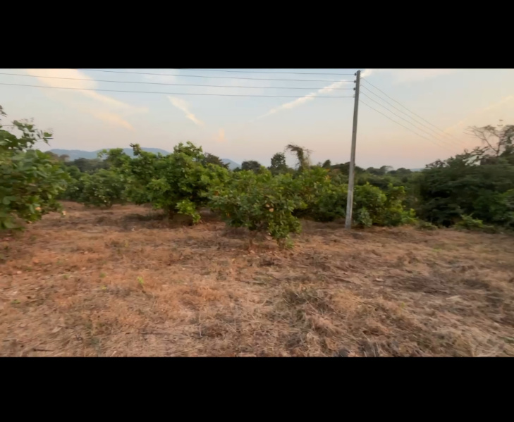  6 Acre Agricultural/Farm Land for Sale in Mangaon, Raigad