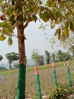 Residential Plot for Sale in Rudrampeta, Anantapur