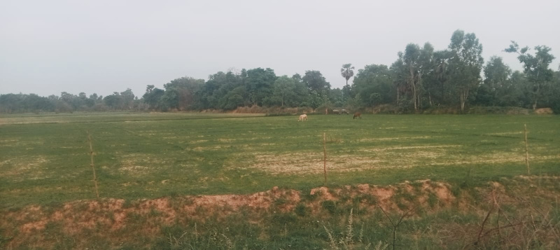  Agricultural Land 27220 Sq.ft. for Sale in Sarojini Nagar, Lucknow