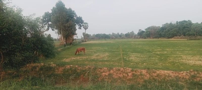  Agricultural Land 10 Bigha for Sale in Mohan Road, Lucknow