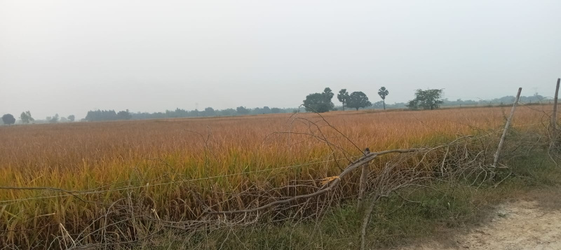  Agricultural Land 4 Bigha for Sale in Nawabganj, Unnao