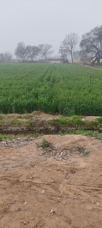  Agricultural Land 3 Acre for Sale in Satrod Khurd, Hisar