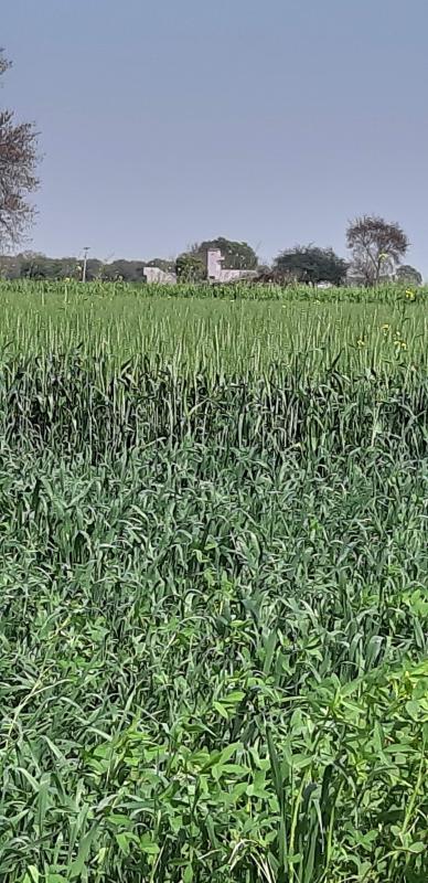  Agricultural Land 3 Acre for Sale in Satrod Khurd, Hisar