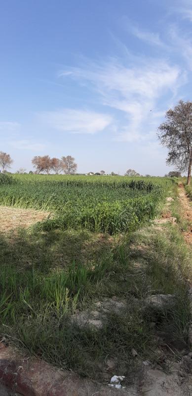  Agricultural Land 3 Acre for Sale in Satrod Khurd, Hisar