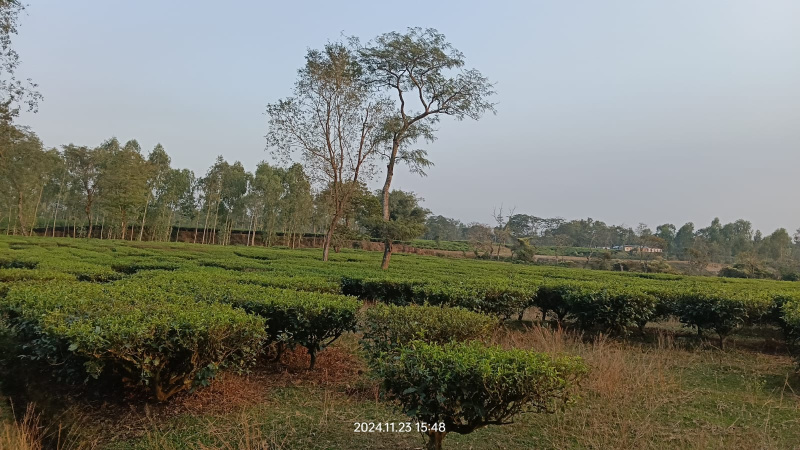  Agricultural Land 25 Bigha for Sale in Fulbari, Siliguri