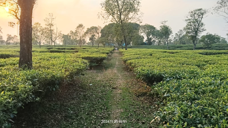  Agricultural Land 25 Bigha for Sale in Fulbari, Siliguri