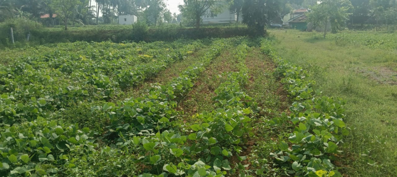 55 Cent Residential Plot for Sale in Tharamangalam, Salem