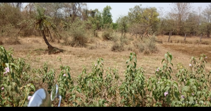  Agricultural Land 6000 Sq.ft. for Sale in Bilimora, Navsari